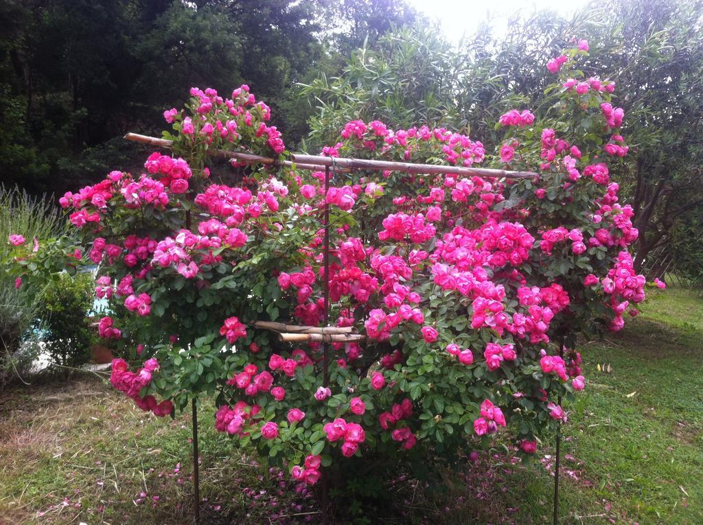 Villa Arianna B&B Lari Εξωτερικό φωτογραφία